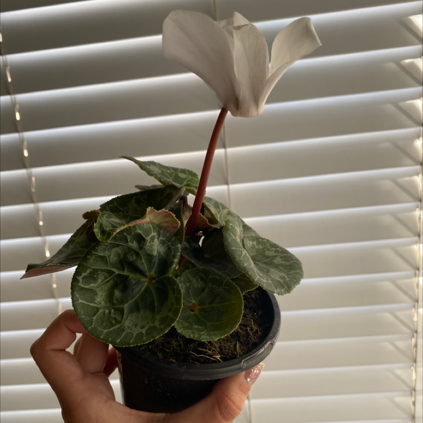 A healthy Persian Cyclamen plant with intricate leaves and a white flower, held up in front of closed window blinds.