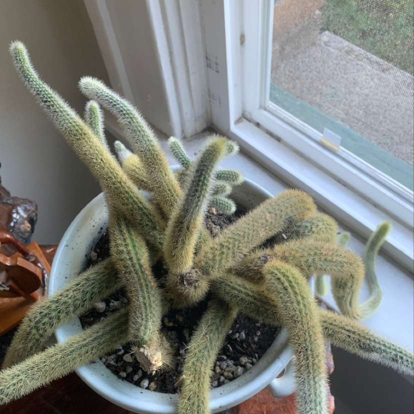 Bunny Ears Cactus in a pot near a window with visible soil.