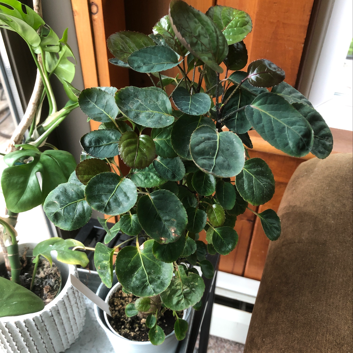 Plant care for SunHosta™️ on Greg, the plant care app