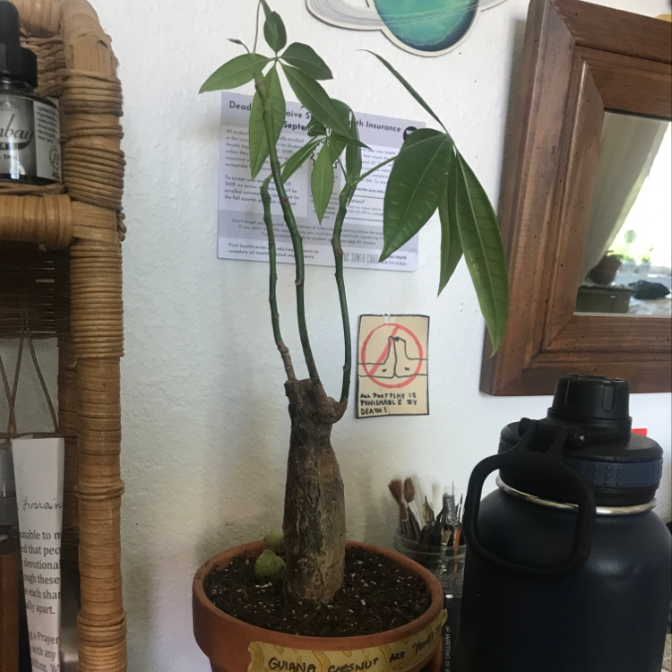 Potted money tree with braided trunk and green leaves, some yellowing present. Indoors with decor visible.