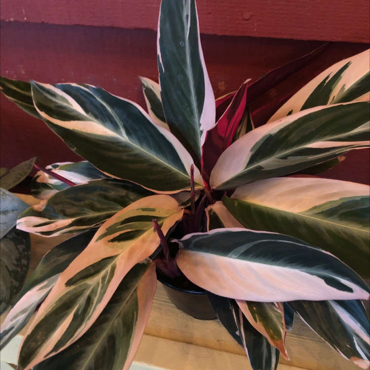 Never Never Plant with variegated green, white, and pink leaves.
