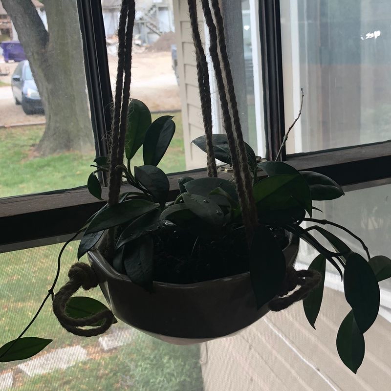 Healthy mature waxplant with glossy dark green leaves in a black hanging planter near a window.