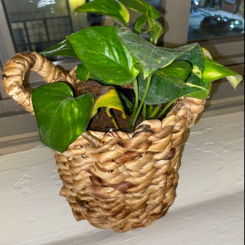 Plant care for Blue Flax.lily on Greg, the plant care app