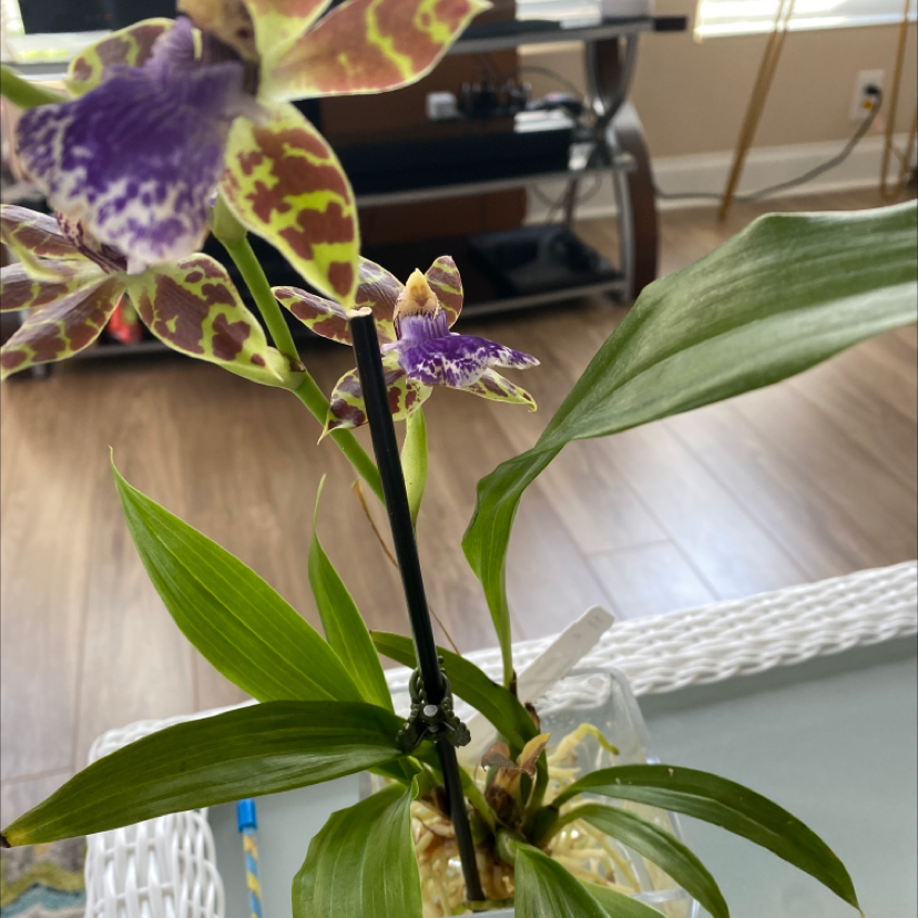 Photo of the plant species Tricyrtis hirta by Veronica named Zygo. Jumpin Jack ‘Kalapana’ on Greg, the plant care app