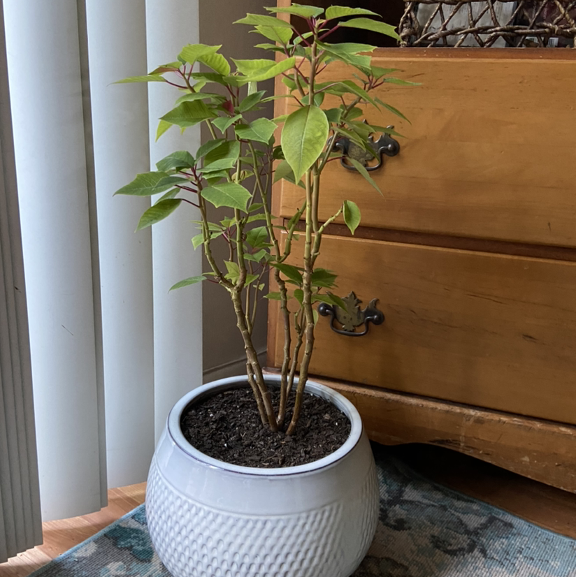 Potted Poinsettia plant with green leaves in a white pot, placed indoors.