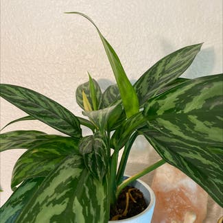 Chinese Evergreen plant in Roseville, California