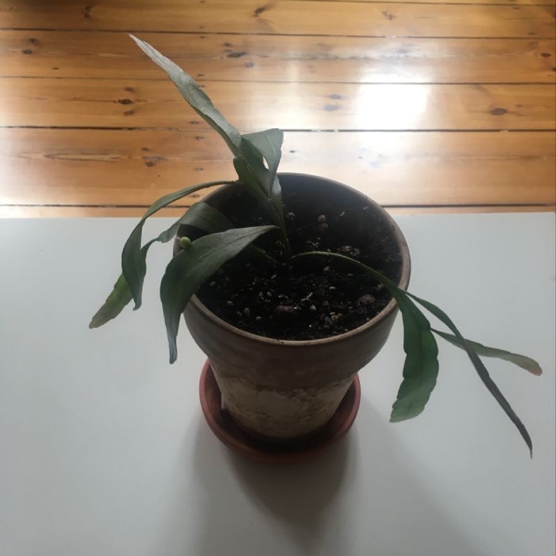 Photo of the plant species Meadow Amica by Jose named Pseudorhipsalis ramulosa on Greg, the plant care app
