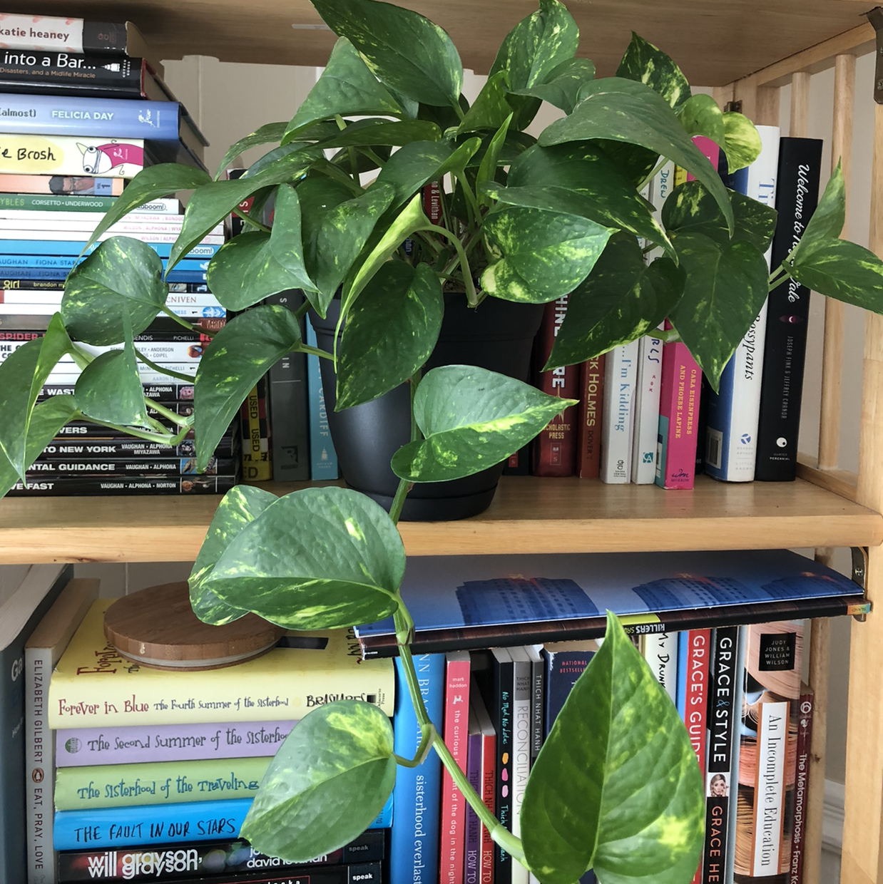 Plant care for Heucherella 'Cracked Ice' on Greg, the plant care app