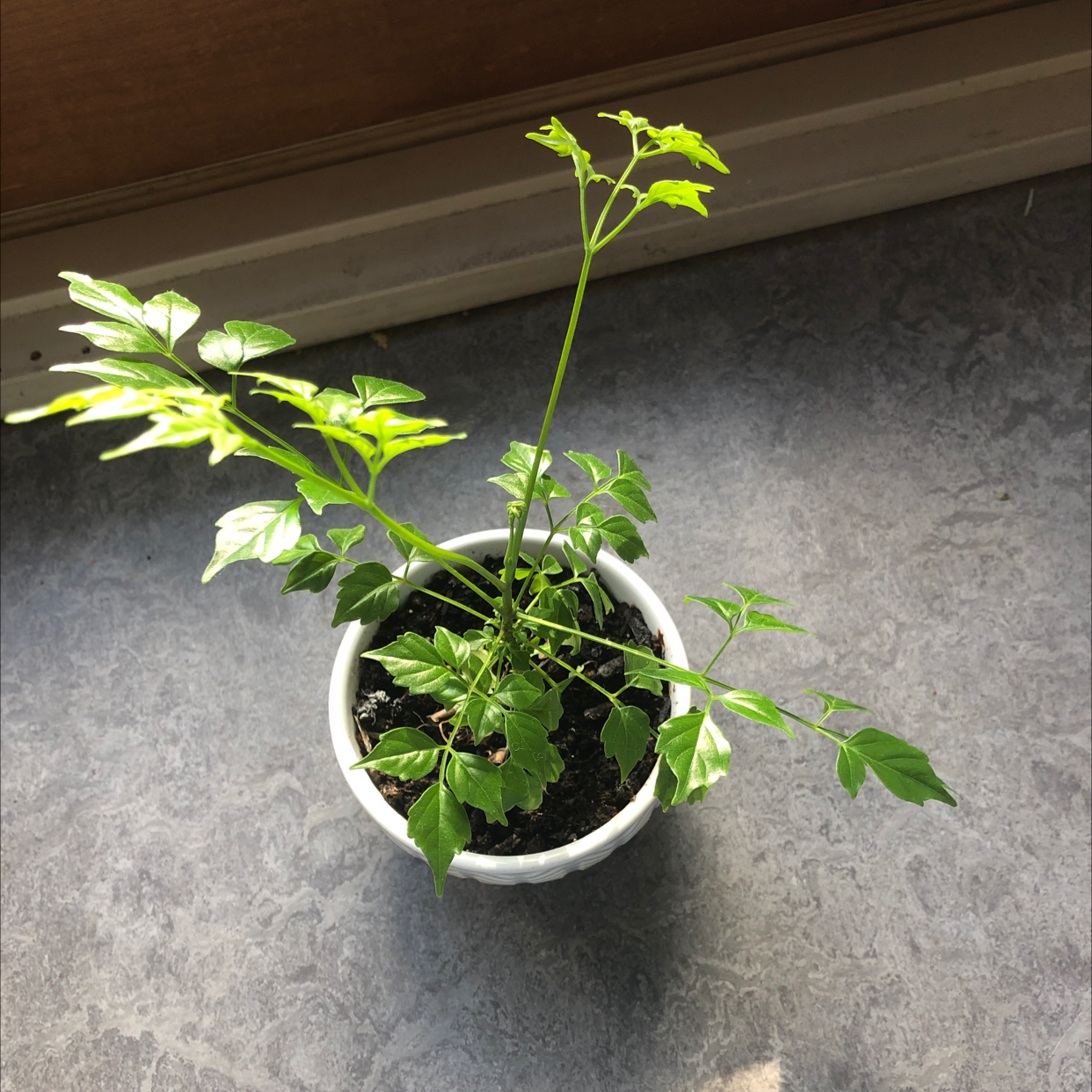 Healthy young China Doll plant with vibrant green compound leaves in a white ceramic pot, soil visible.