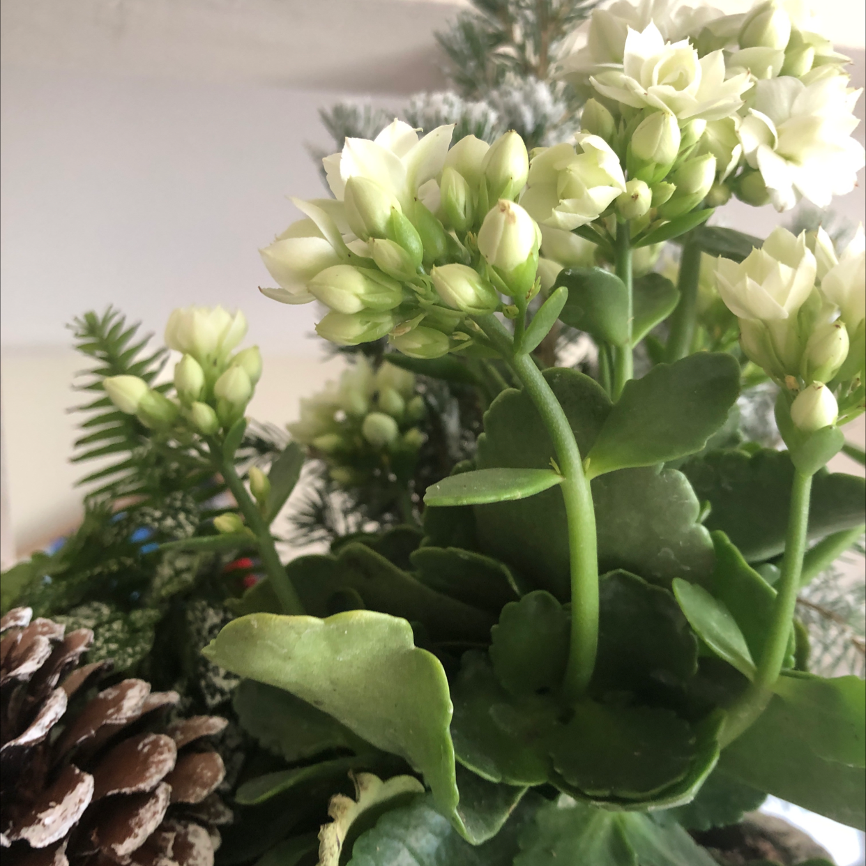 How To Get A Florist Kalanchoe To Bloom