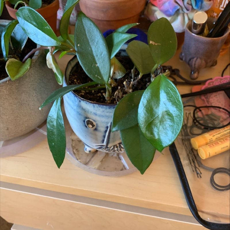 A healthy, thriving potted waxplant with glossy green oval leaves and vining stems, in a white ceramic planter.