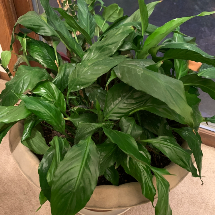 Peace Lily plant photo by @twistyourstitch named Peace Out on Greg, the plant care app.