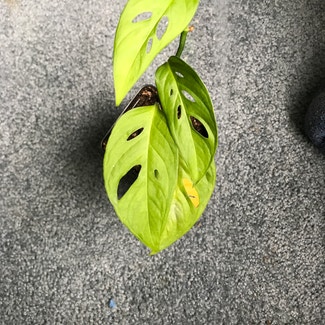 Window Leaf plant in Dowling, Michigan