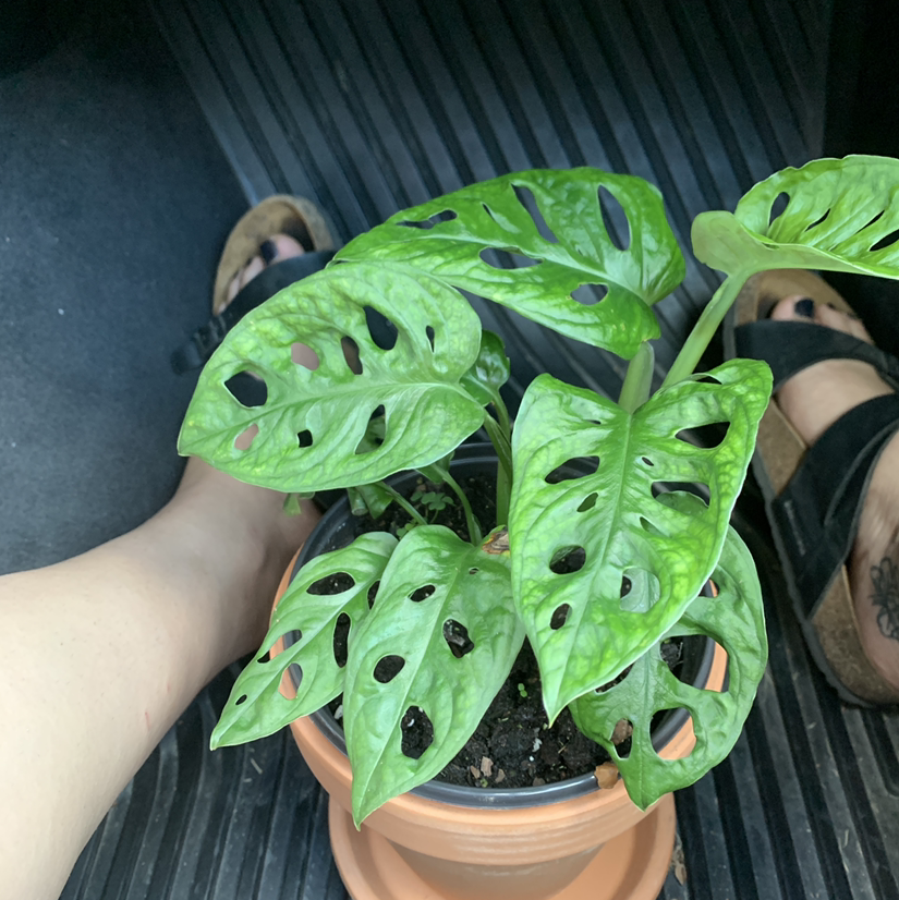 Healthy Monstera deliciosa plant with large fenestrated leaves held in a terracotta pot, showing no signs of discoloration or disease.