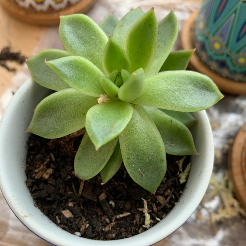 Healthy Lipstick Echeveria succulent in a small pot with visible soil.