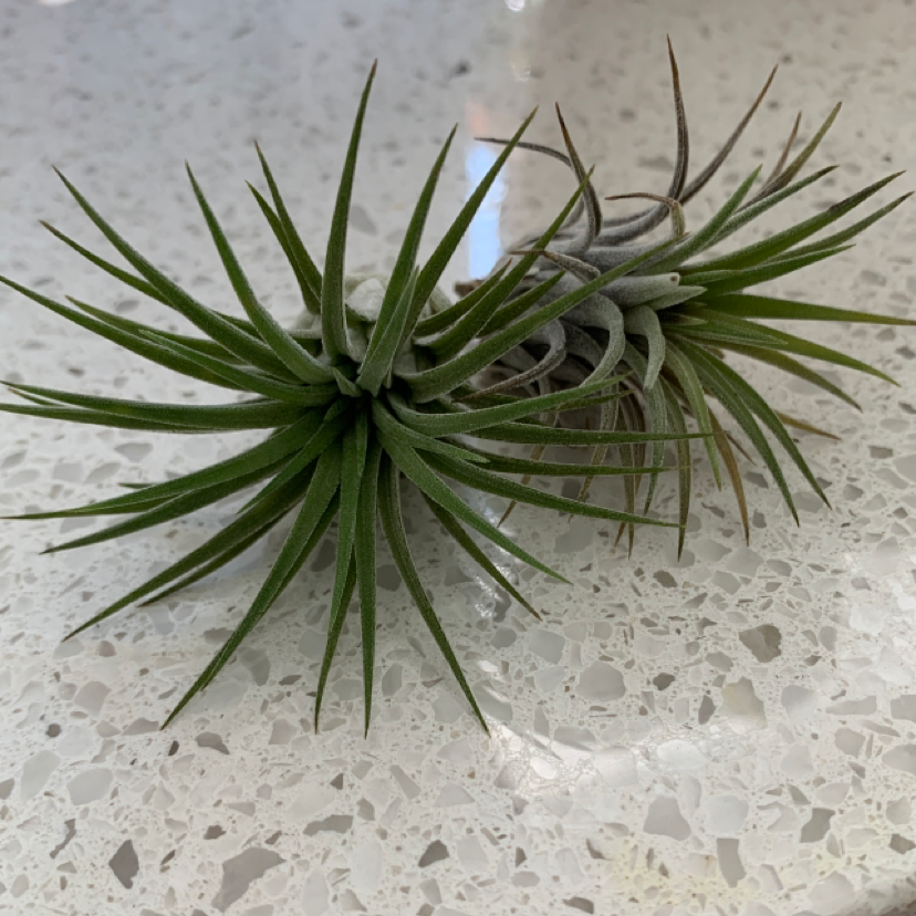 Plant care for Acacia waterfall on Greg, the plant care app