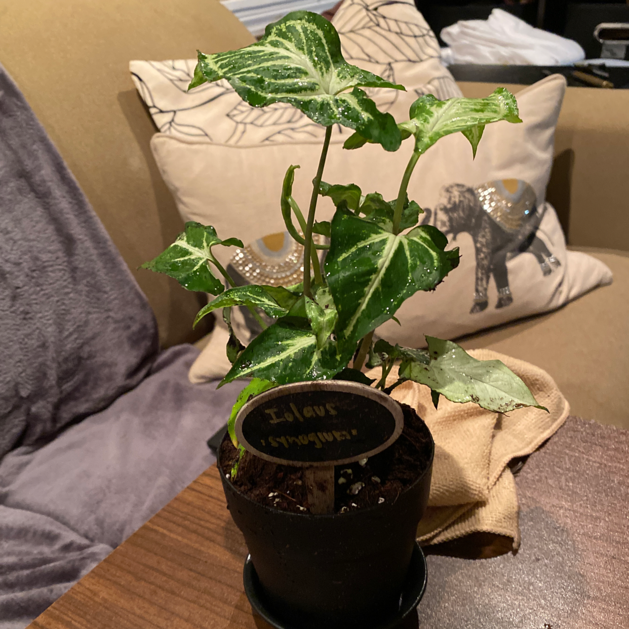 Plant care for Crested Chrissy N Ryan on Greg, the plant care app