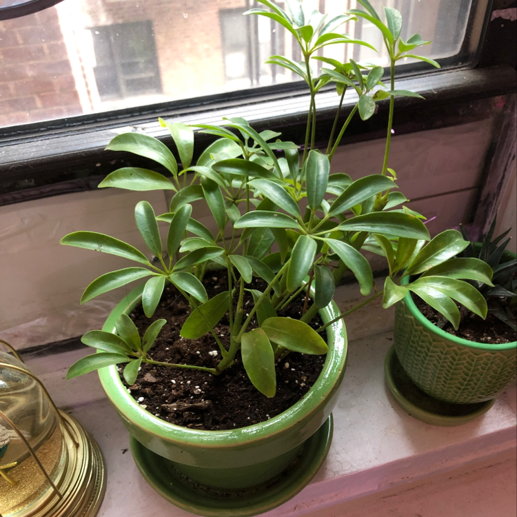 Healthy Dwarf Umbrella Tree plant with vibrant green foliage, potted in a green ceramic container on a windowsill.