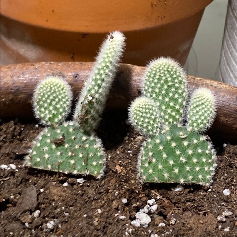 Bunny Ears Cactus (Opuntia microdasys) in a pot with visible soil, well-framed and in focus.