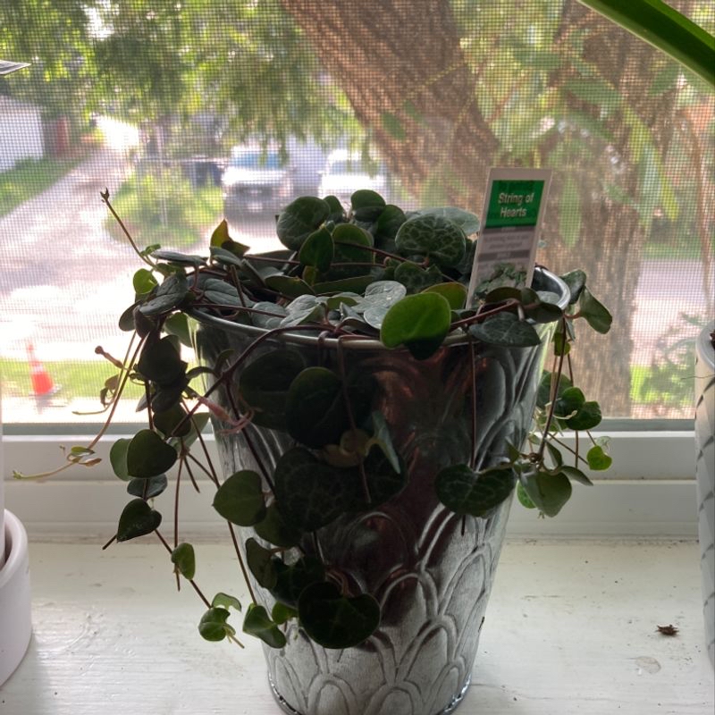 Healthy potted Chain of Hearts plant with trailing vines and glossy heart-shaped leaves, sitting on a windowsill.