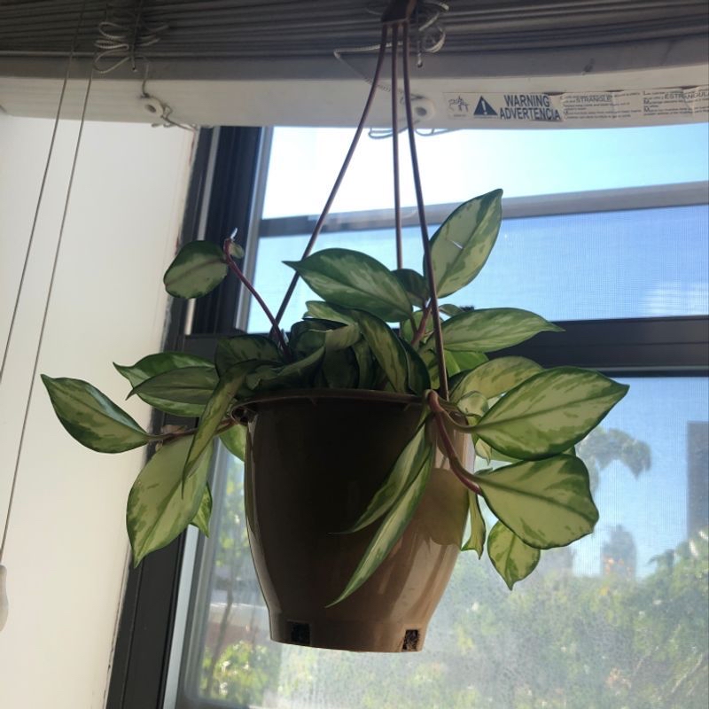 Photo of the plant species Begonis rieger by Maddy named Broom on Greg, the plant care app