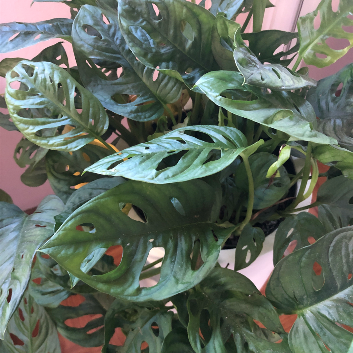 Close-up of healthy Monstera deliciosa plant with large, glossy, dark green leaves featuring characteristic holes and splits.