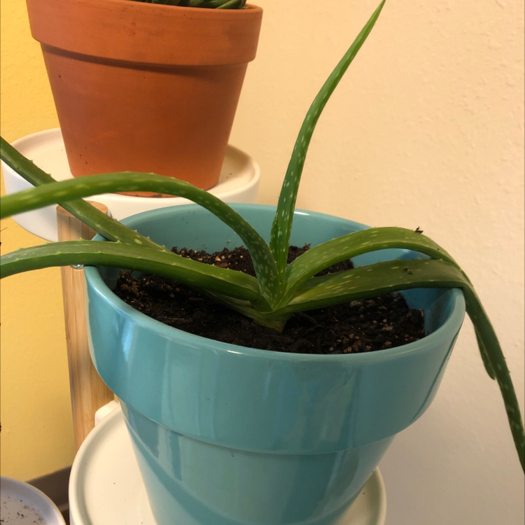 Photo of the plant species Mint plant by Nicole named John Maus-Dwyer on Greg, the plant care app