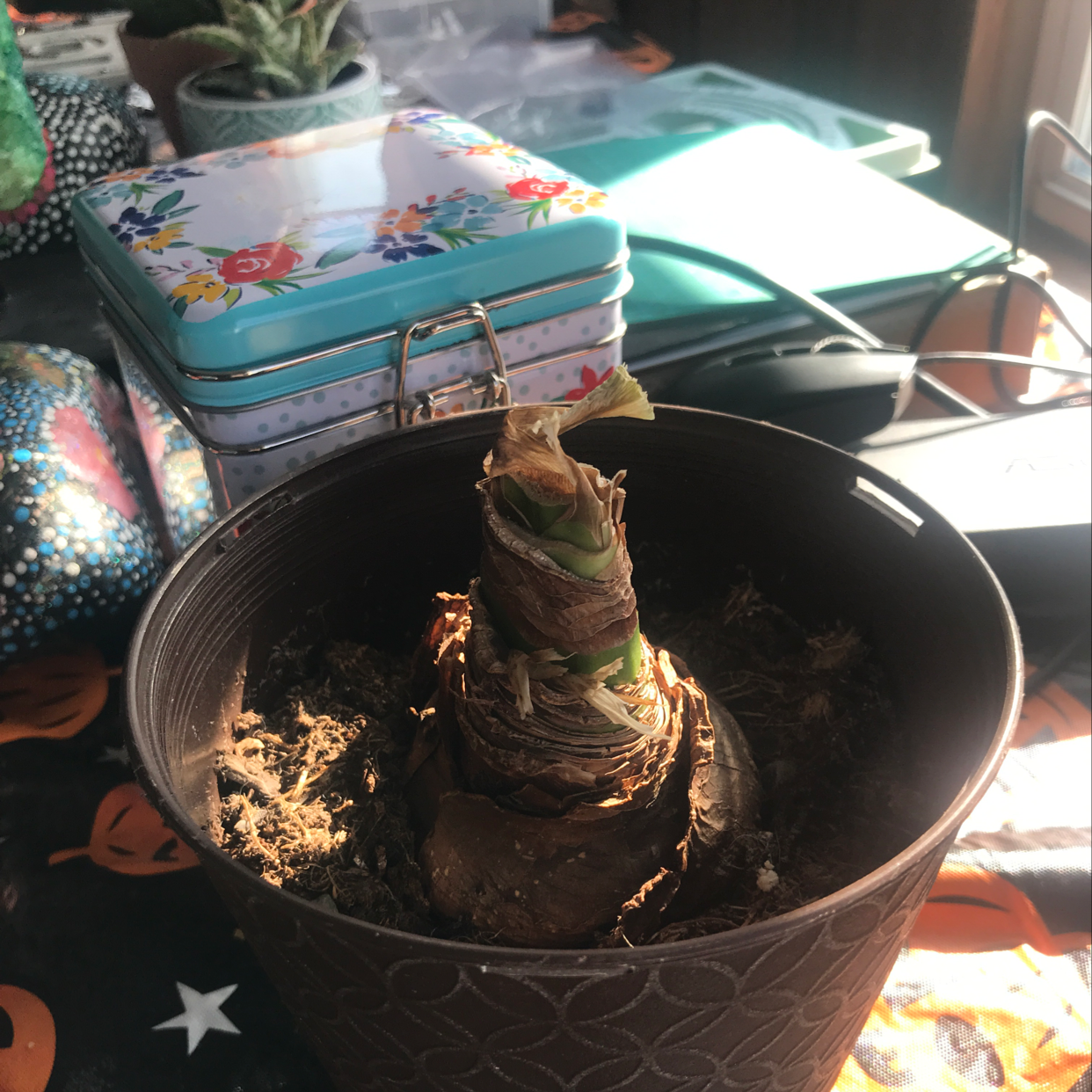 Potted Striped-Tubed Amaryllis with green shoots emerging from a bulbous base, indoors on a table.