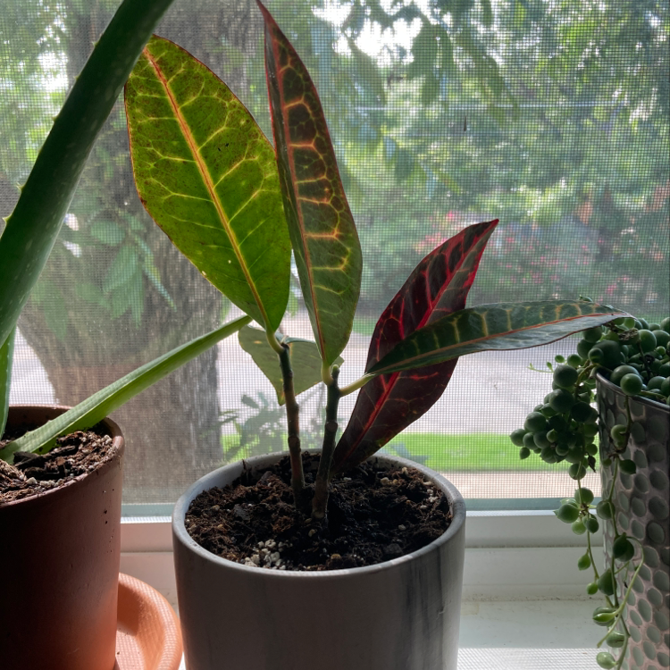Propagating My Croton 'petra' Stepbystep Guide