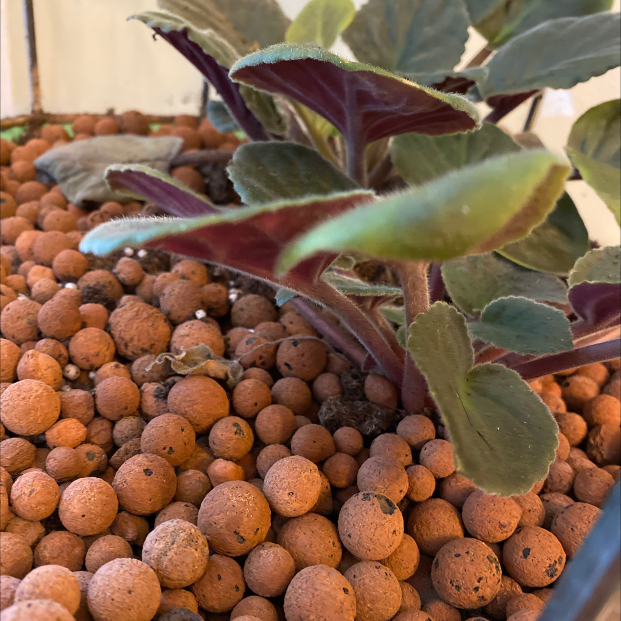 Mexican Mint plant with green leaves and purple undersides in clay pebble medium.