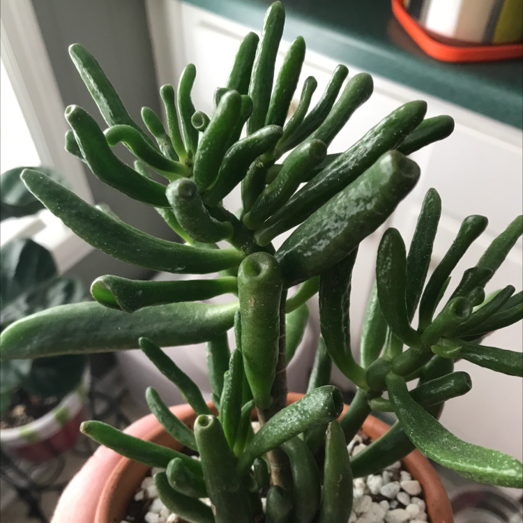 Healthy Jade plant with green leaves in a pot with visible soil.