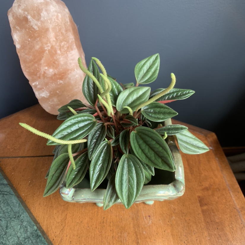 Emerald Ripple Peperomia plant in a pot with healthy green leaves and characteristic ripple texture.