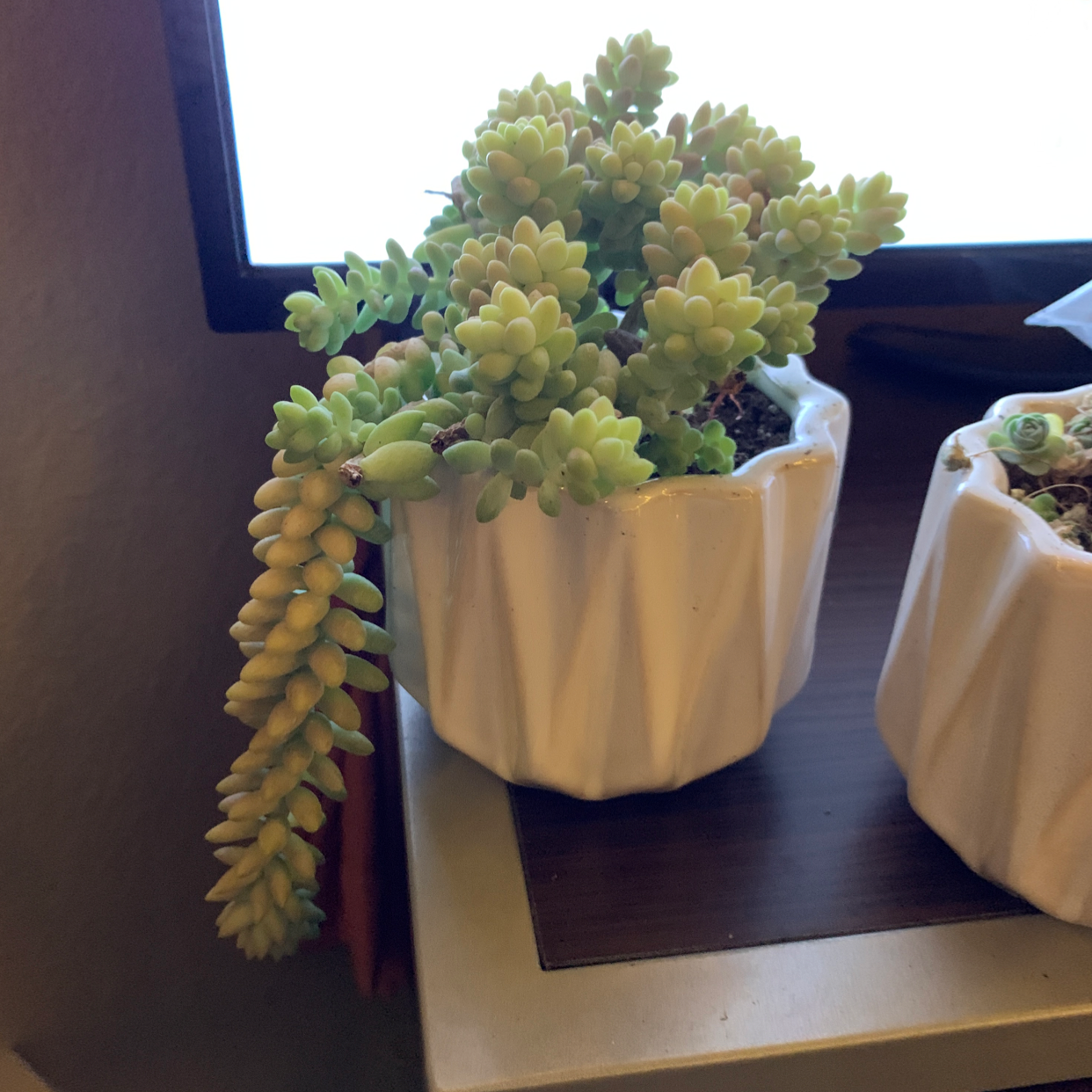 A healthy, thriving Burro's Tail succulent plant with densely packed green leaves cascading down the sides of a white ceramic planter.