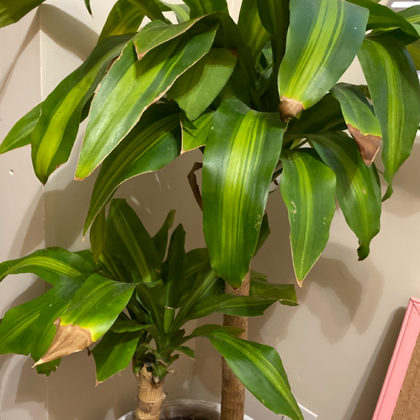 Healthy Cornstalk Dracaena plant with lush green and yellow striped leaves, no signs of disease or distress.
