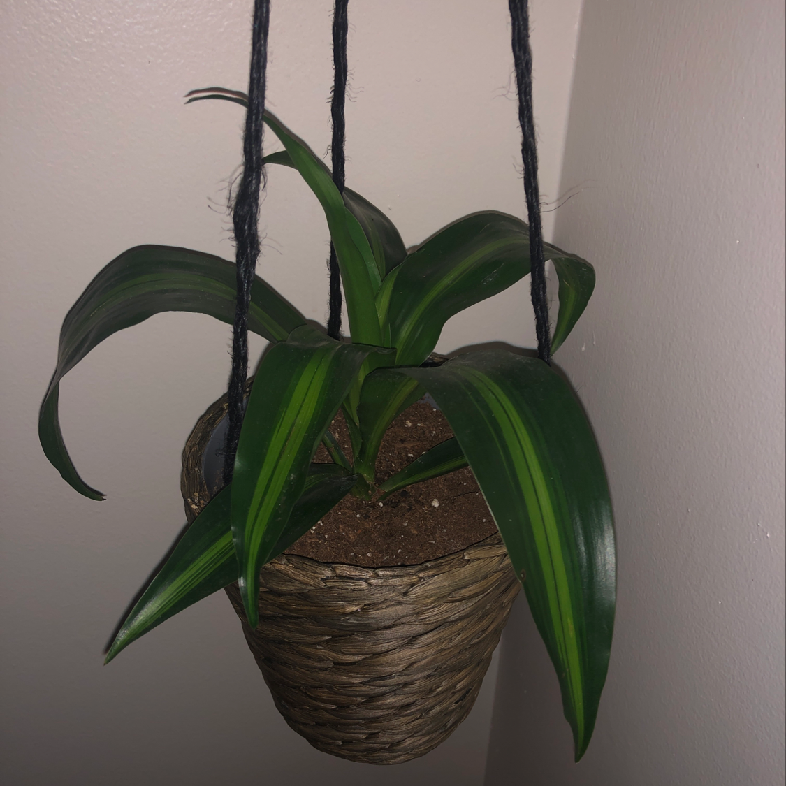 Closeup of a healthy cornstalk dracaena plant with lush green foliage growing in a hanging woven basket planter.