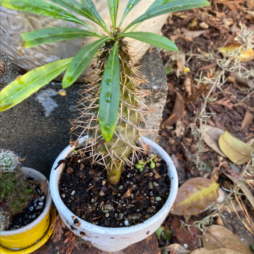 Close-up of a healthy Crown of Thorns plant in a pot, showing vibrant green leaves, sharp thorns, and dark potting soil.