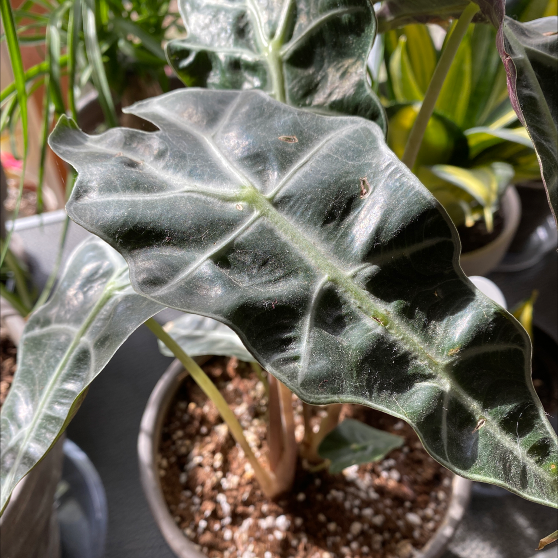 Photo of the plant species Seaside Eryngo by Cynthia named Sherlock on Greg, the plant care app