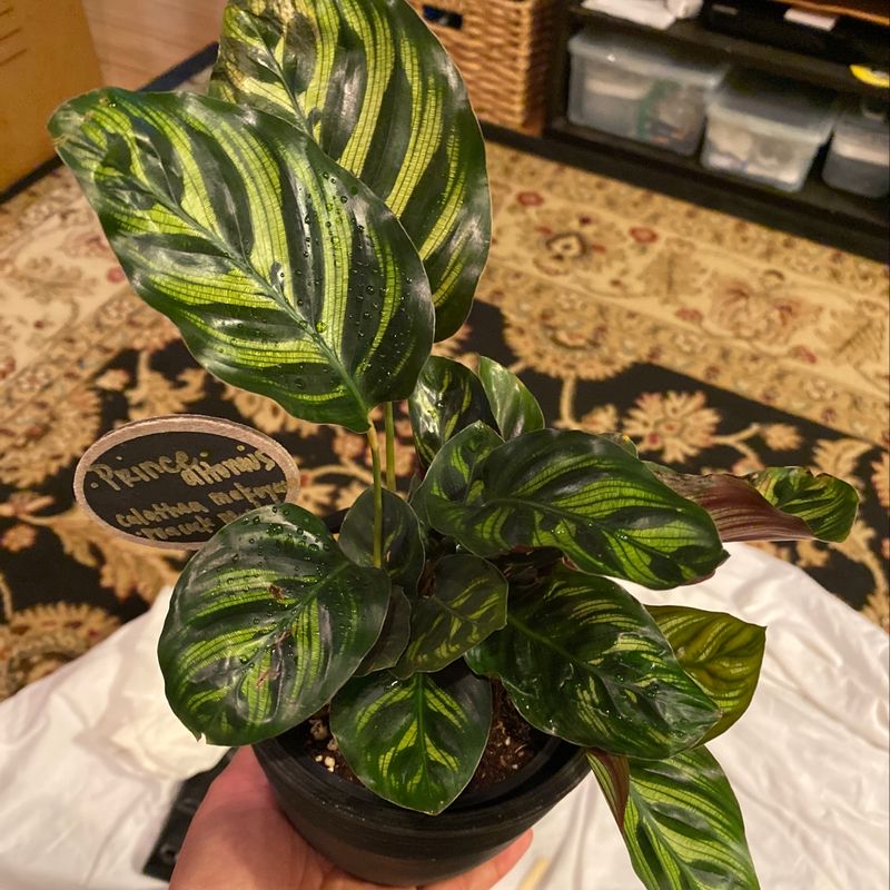 Healthy Cathedral Windows plant with vibrant patterned leaves in a black pot.