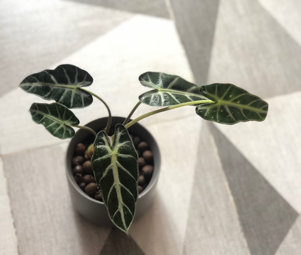 Photo of the plant species Sweet Pea Shrub by @greenspirationWUSH named 小仙女 on Greg, the plant care app