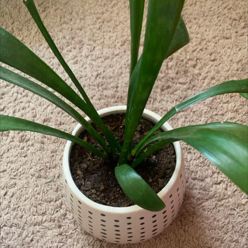 Potted Bush Lily with long green leaves and visible soil in a white pot.
