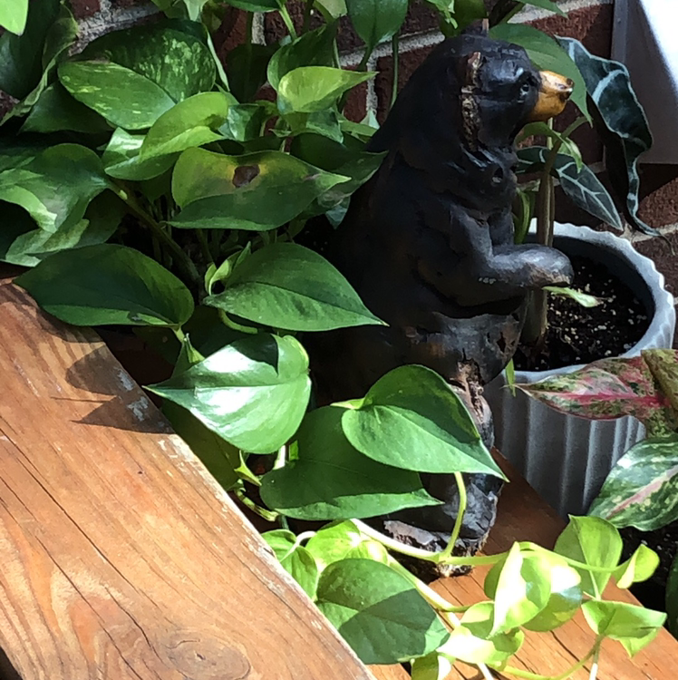 Healthy, vibrant jade pothos plant with lush green leaves, situated near a small decorative fountain on a wooden surface.