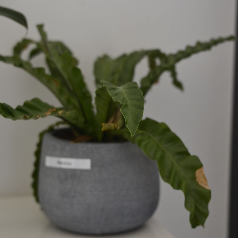 Photo of the plant species Convolvulus by @Chiesburger named Boracay on Greg, the plant care app