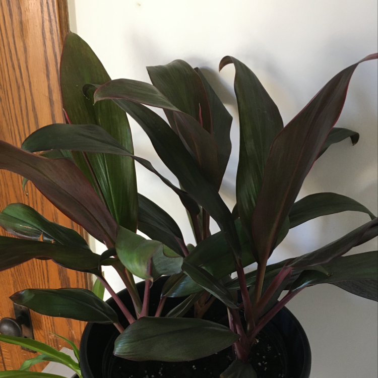 Close-up of a healthy Ti plant with glossy, dark green and reddish leaves growing in a rosette formation indoors.