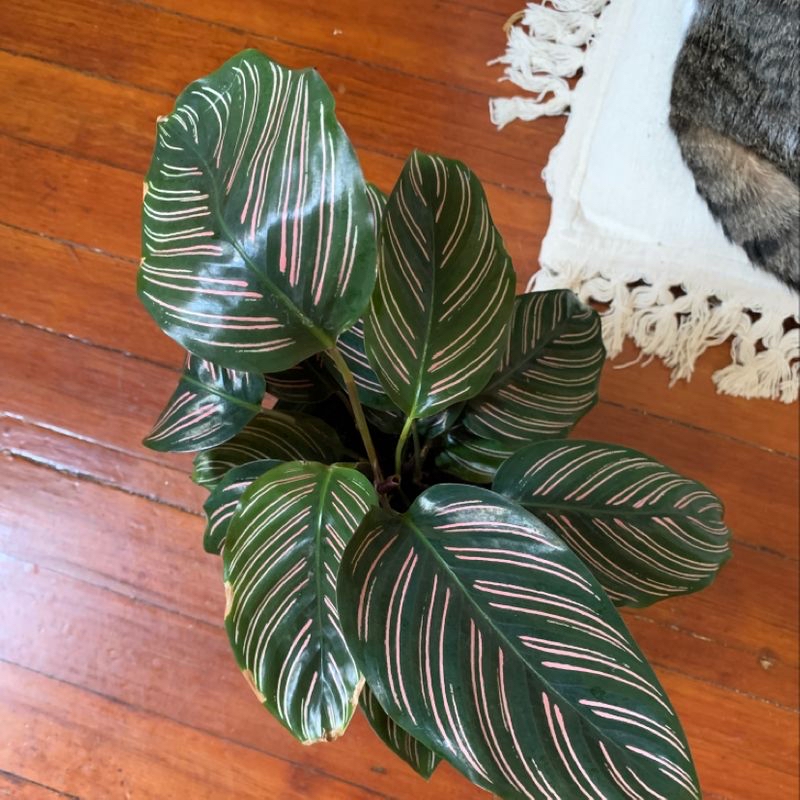 Pinstripe Calathea with vibrant leaves featuring pink stripes, well-maintained.
