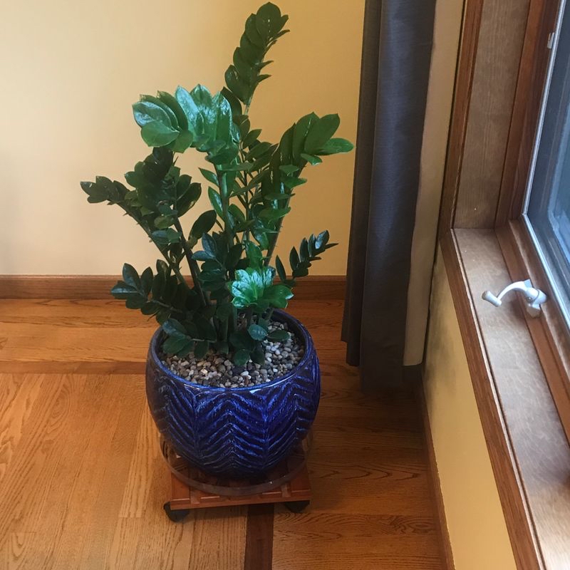Healthy ZZ plant with glossy dark green leaves in a blue ceramic pot, photographed indoors on a wooden floor.