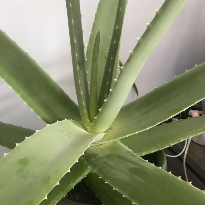 Photo of the plant species Mornig Glory by Amelia named Vera on Greg, the plant care app