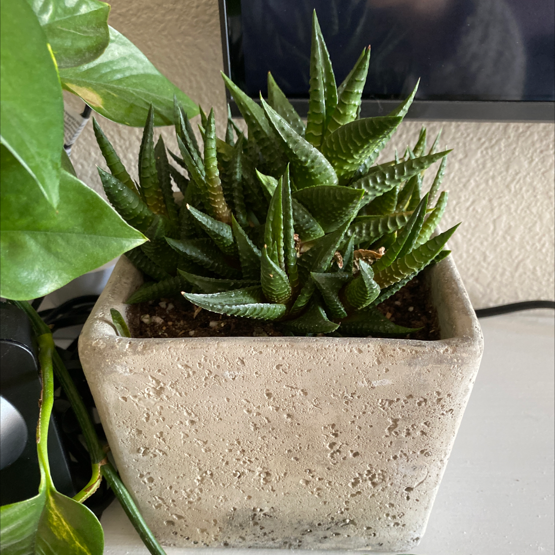 Healthy green succulent plant with spiky serrated leaves planted in a textured square pot, well-framed against a neutral background.