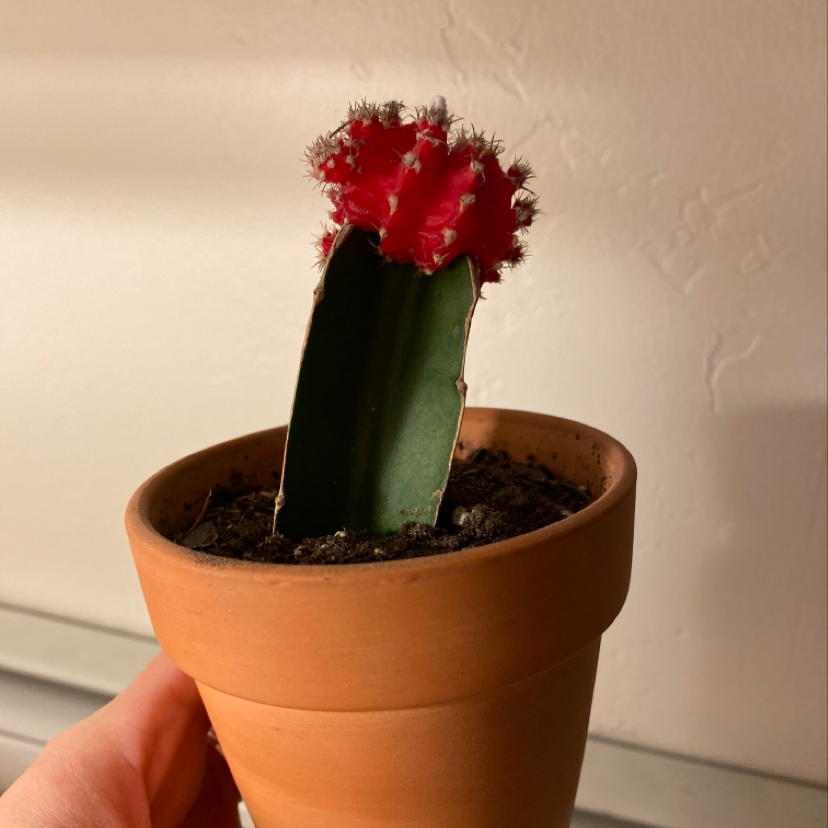 Moon Cactus (Gymnocalycium mihanovichii) in a terracotta pot, held by a hand.