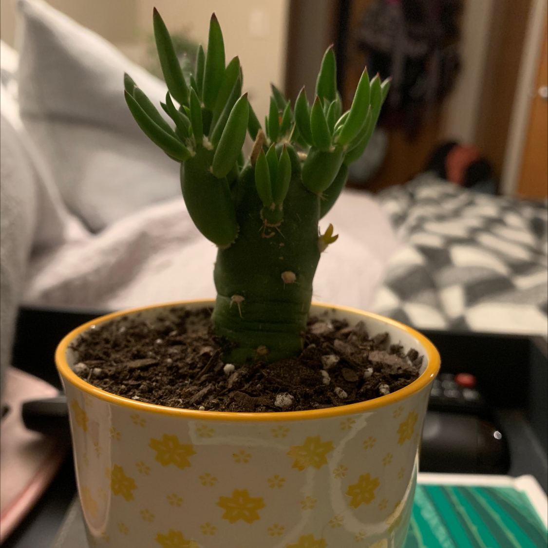 Photo of the plant species Migrenovnik by @whatthedelia named Your plant on Greg, the plant care app
