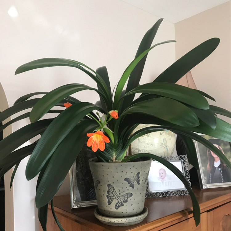 Bush Lily in a decorative pot with orange flowers and dark green leaves, framed photographs in the background.